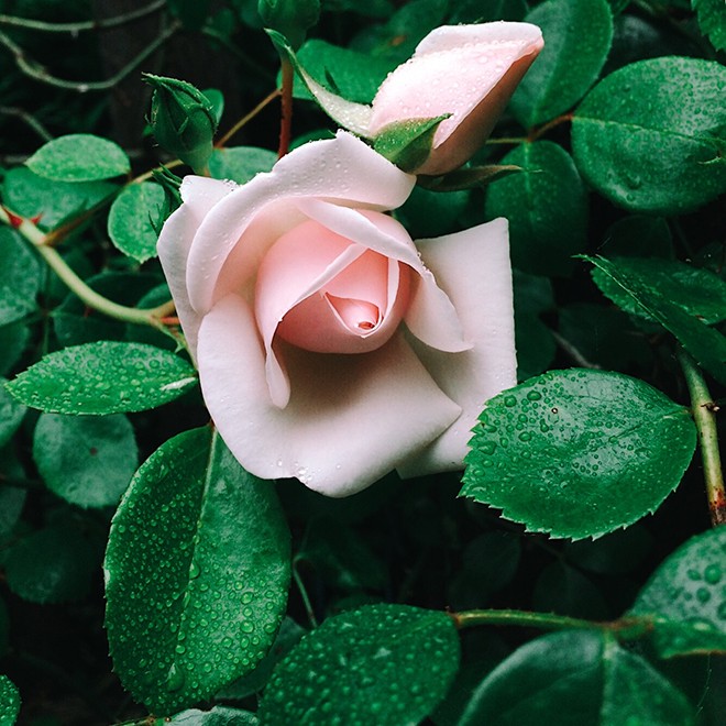 30Rose1 30Rose1