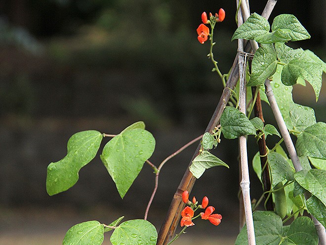 19GArden7