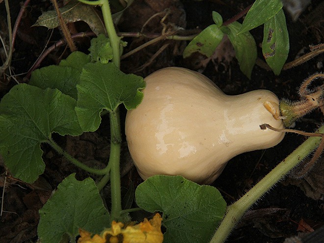 19GArden7