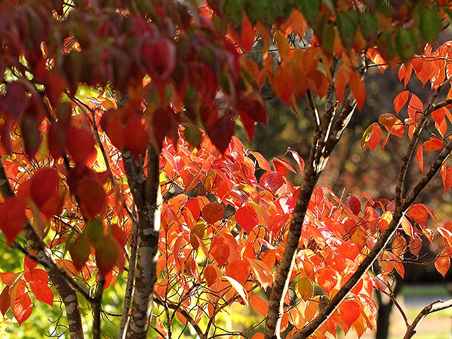 6Leaves1