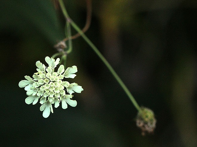 6Leaves1