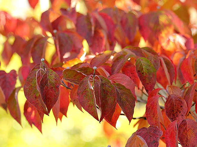 6Leaves1