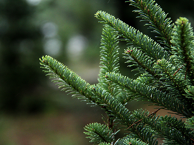 2Tree10