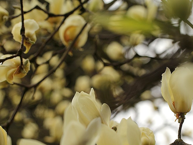 12Magnolia1