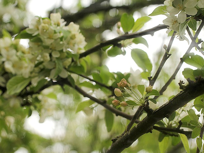 12Magnolia1