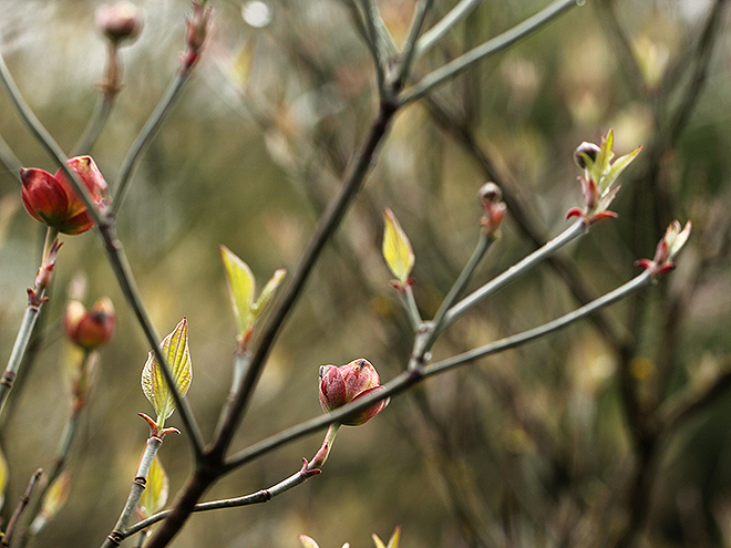12Magnolia1