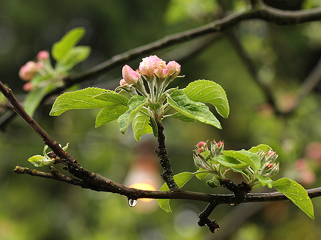 12Magnolia1