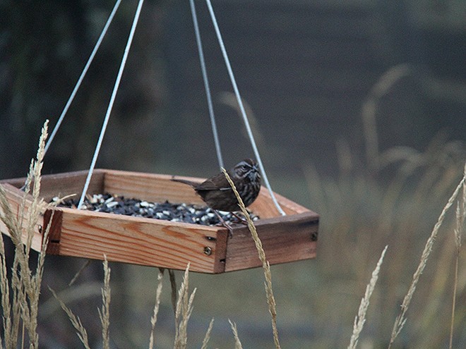 24Bird2