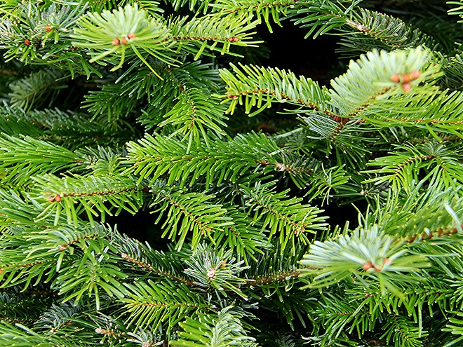 1TreeFarm8