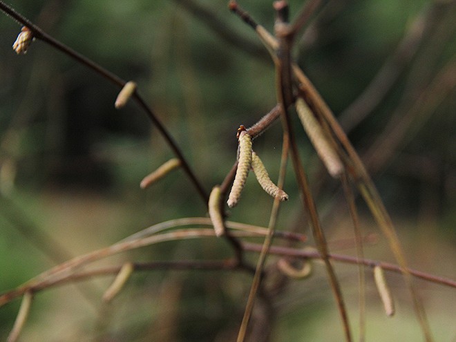 1TreeFarm8