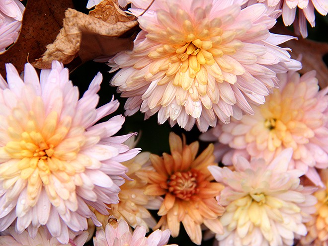 14Mums1