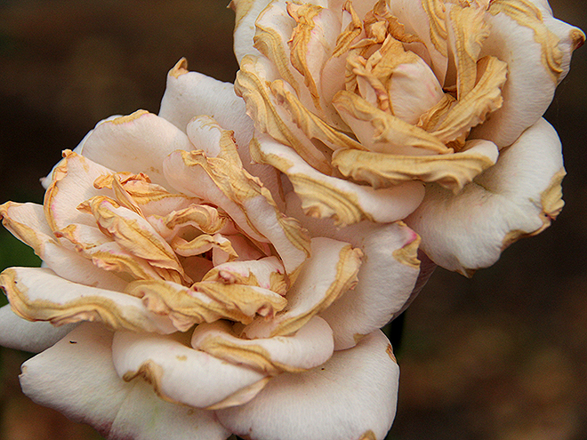 14Roses1