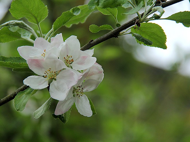 22Apple3 22Apple3