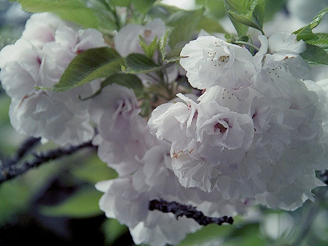 11Flowers1