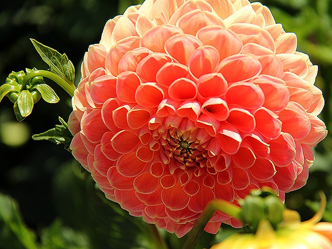 24Dahlia11