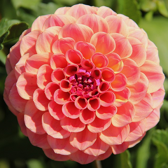24Dahlia4