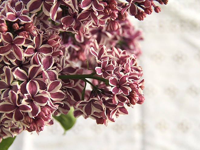25Blossoms1 25Blossoms1