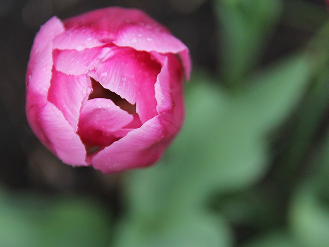 11Tulip1