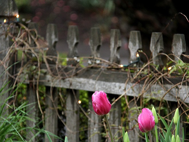 12Tulips2