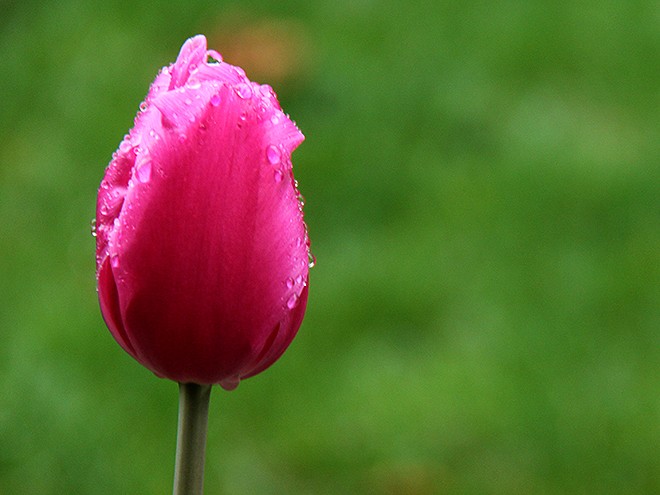 12Tulips2