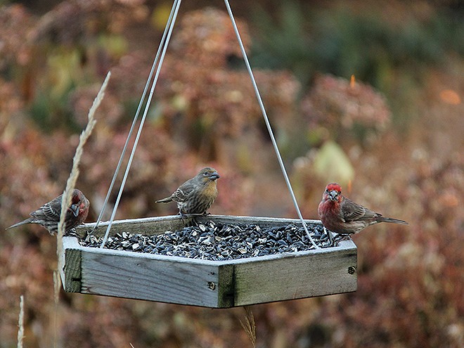 3Birds1
