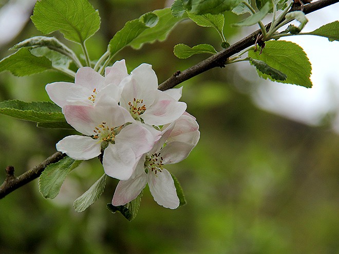 25Blossoms1