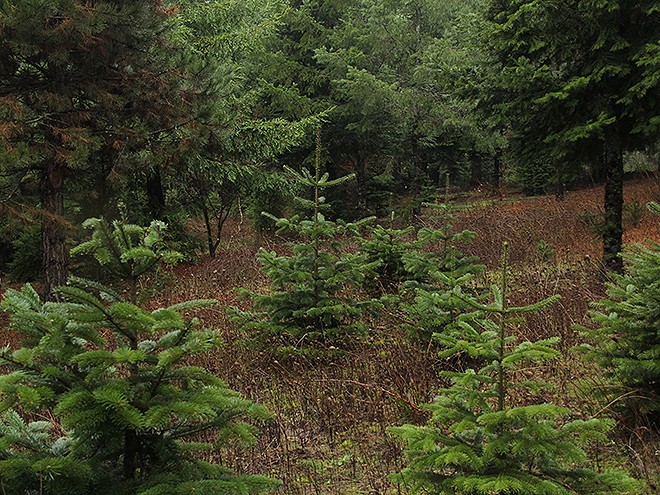 7Trees1 7Trees1