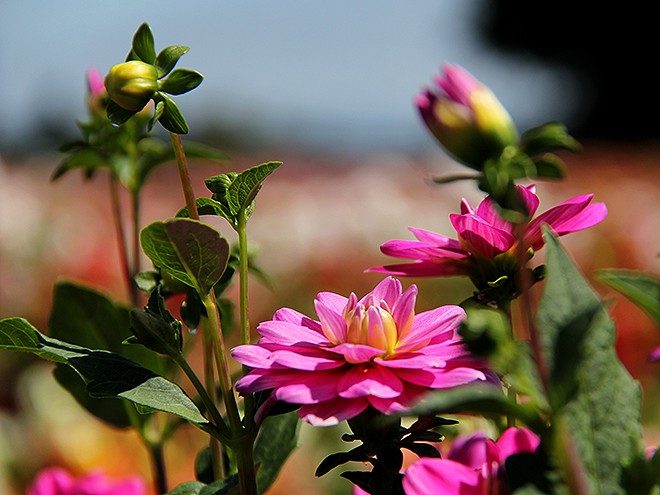 24Dahlia2