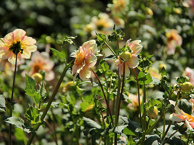 24Dahlia15