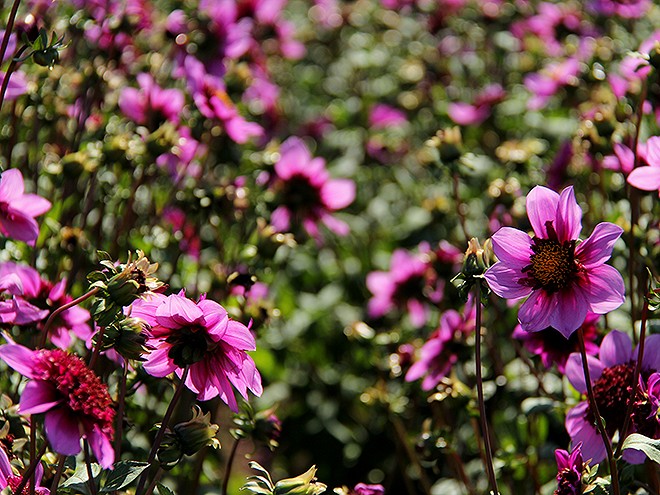 24Dahlia8