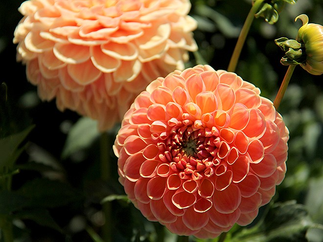24Dahlia12