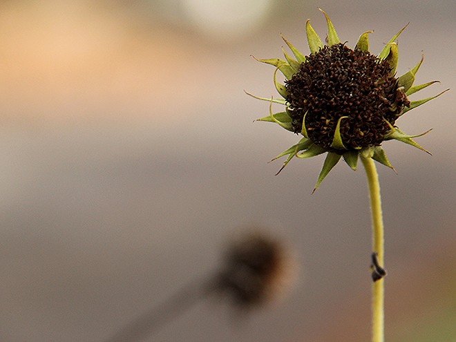 3Sunflower1
