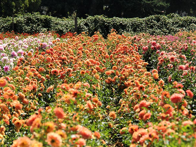 24Dahlia7