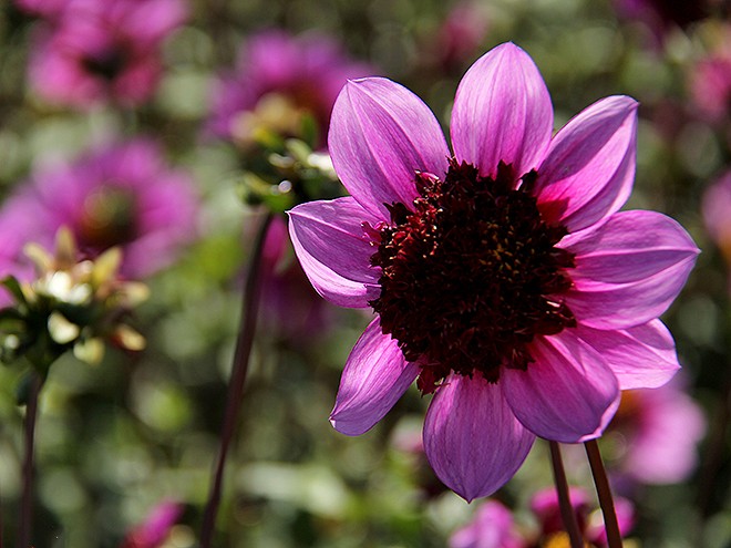 24Dahlia9