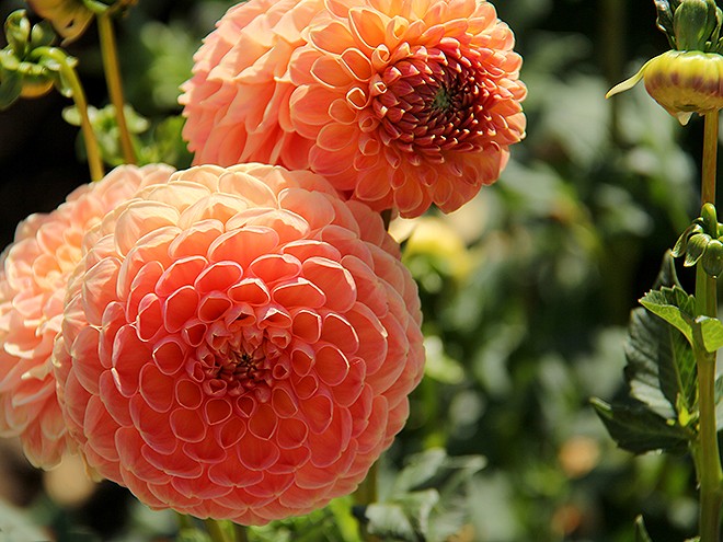 24Dahlia14