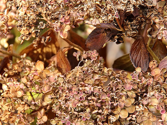 3Hydrangea