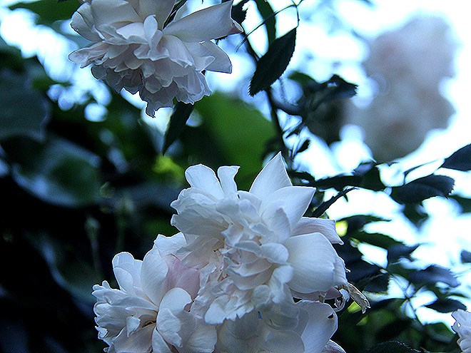 Rose1