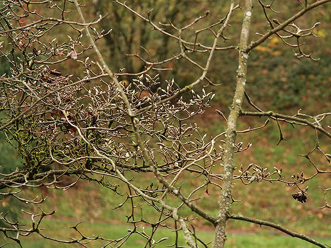 14Hoyt13