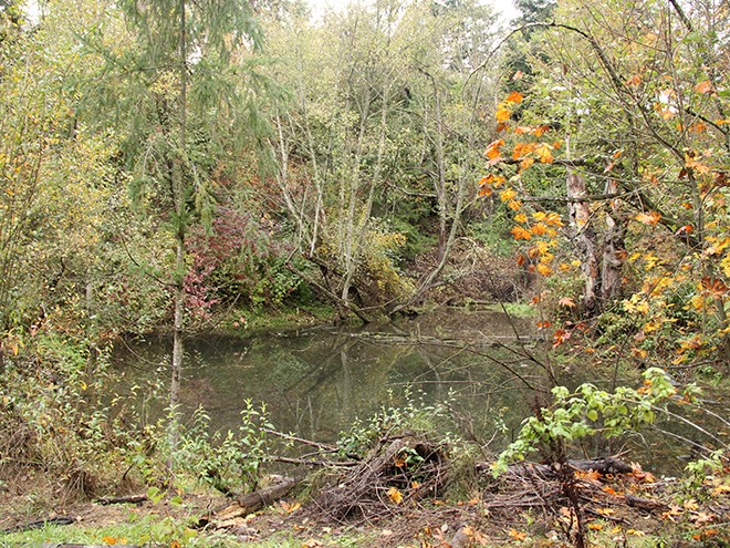 Woods7