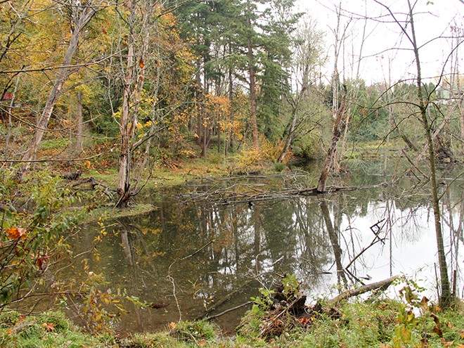 Woods7