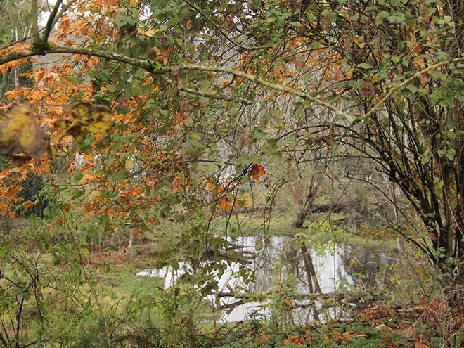 Woods7
