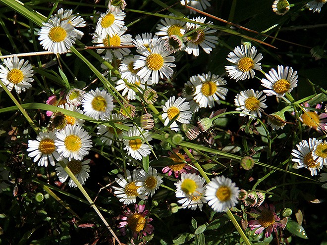 Daisies1