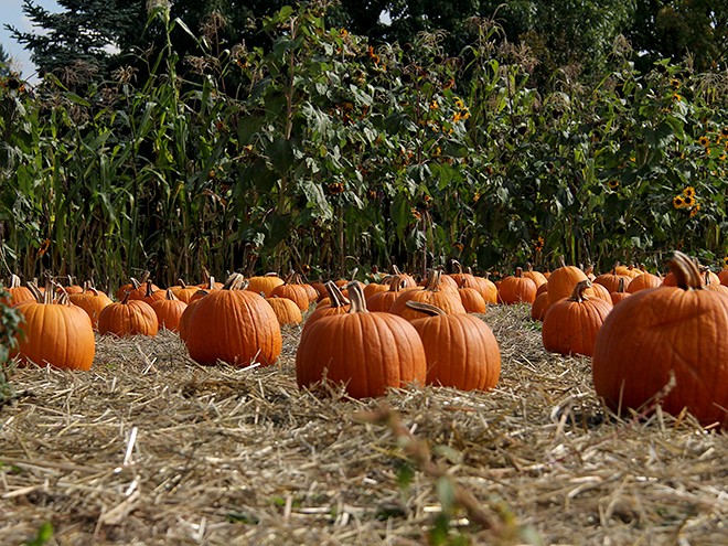 8Dolan15