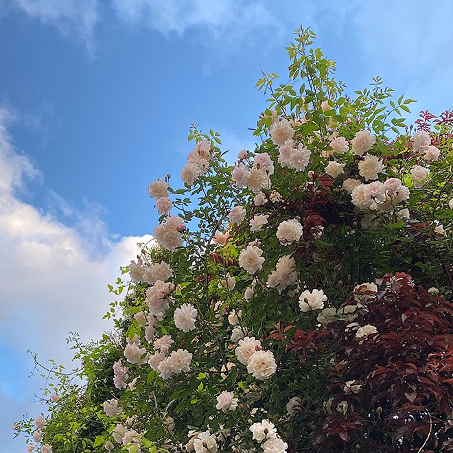 31Rose1