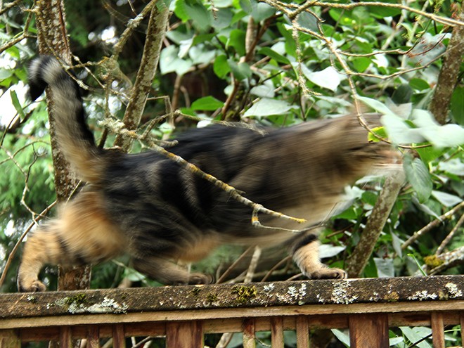 Kitty1