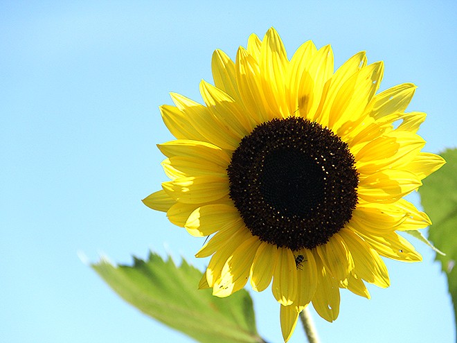 Farm4 Farm4
