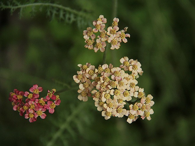 Flowers1