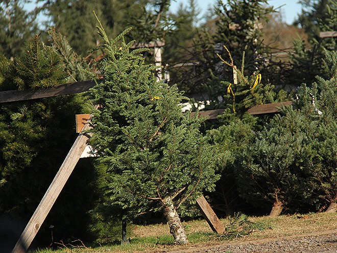Tree10