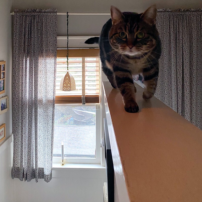 Kitty2
