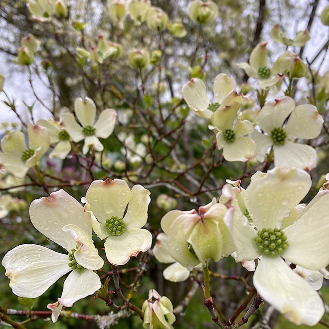 Dogwood Dogwood